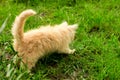 Little kitten is playing outdoor on the grass in the garden, looking for a hunting, close up, nature on background Royalty Free Stock Photo