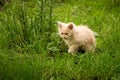 Little kitten is playing outdoor on the grass in the garden, looking for a hunting, close up, nature on background Royalty Free Stock Photo