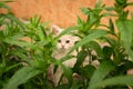 Little kitten is playing outdoor on the grass in the garden, looking for a hunting, close up, nature on background Royalty Free Stock Photo