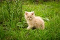 Little kitten is playing outdoor on the grass in the garden, looking for a hunting, close up, nature on background Royalty Free Stock Photo