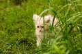 Little kitten is playing outdoor on the grass in the garden, looking for a hunting, close up, nature on background Royalty Free Stock Photo