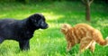 Little kitten playing with a little puppy on the grass Royalty Free Stock Photo