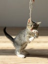 Little kitten playing with rope Royalty Free Stock Photo