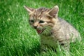 Little kitten playing and shouts on the grass close up Royalty Free Stock Photo