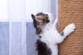 A little kitten plays with a scratching post