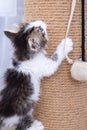 A little kitten plays with a scratching post