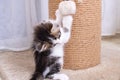 A little kitten plays with a scratching post