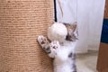 A little kitten plays with a scratching post