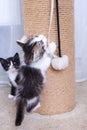 A little kitten plays with a scratching post