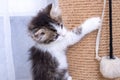 A little kitten plays with a scratching post