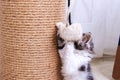 A little kitten plays with a scratching post