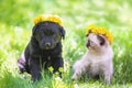 Little kitten and puppy crowned a wreath of dandelion Royalty Free Stock Photo