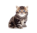 Little kitten pure breed tabby british isolated