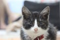 Little kitten with a red collar. Open black cat Royalty Free Stock Photo