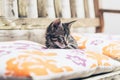 Little kitten resting on comfortable cushions