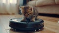 Little kitten riding a robot vacuum cleaner Royalty Free Stock Photo