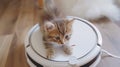 Little kitten riding a robot vacuum cleaner Royalty Free Stock Photo