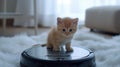Little kitten riding a robot vacuum cleaner Royalty Free Stock Photo