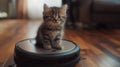 Little kitten riding a robot vacuum cleaner Royalty Free Stock Photo