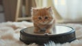 Little kitten riding a robot vacuum cleaner Royalty Free Stock Photo