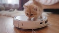 Little kitten riding a robot vacuum cleaner Royalty Free Stock Photo