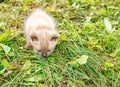 Little kitten running around on the grass Royalty Free Stock Photo