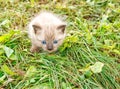 Little kitten running around on the grass Royalty Free Stock Photo