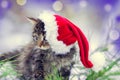 Little kitten wearing Santa Claus hat Royalty Free Stock Photo