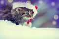 Little kitten in a Santa Claus hat Royalty Free Stock Photo