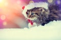 Little kitten in a Santa Claus hat Royalty Free Stock Photo