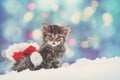 Little kitten with Santa Claus hat in winter Royalty Free Stock Photo