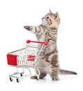 Funny kitten cat with shopping cart isolated Royalty Free Stock Photo