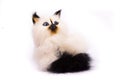 little kitten Siamese breed Royalty Free Stock Photo