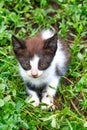 Little kitten sits in the green grass Royalty Free Stock Photo