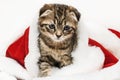 A little kitten sits in a Santa Claus hat in the snow. Christmas and New Year concept. Christmas animals. Royalty Free Stock Photo