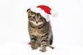 A little kitten sits in a Santa Claus hat in the snow. Christmas and New Year concept. Christmas animals. Royalty Free Stock Photo
