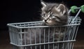 Little kitten sits in a shopping cart Royalty Free Stock Photo