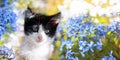 little kitten sits in a summer Sunny garden among blue forget-me-not flowers Royalty Free Stock Photo