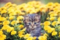The little kitten sits in yellow flowers Royalty Free Stock Photo