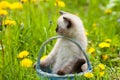 Little kitten sitting in a basket on the dandelion lawn Royalty Free Stock Photo