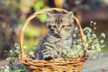 Little kitten sitting in the basket with flowers Royalty Free Stock Photo