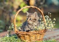 Little kitten sitting in the basket with flowers Royalty Free Stock Photo