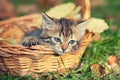 Little kitten sitting in the basket Royalty Free Stock Photo