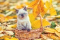 Little kitten sitting in a basket in the garden Royalty Free Stock Photo