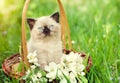 Little kitten sitting in a basket with jasmine flowers Royalty Free Stock Photo