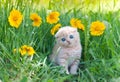 Little kitten sitting in flowers