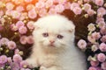 Little kitten sitting in flowers Royalty Free Stock Photo