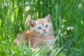 Little kitten sitting in the grass Royalty Free Stock Photo