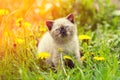 Little kitten sitting on the grass Royalty Free Stock Photo