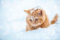 Little kitten sitting on the snow Royalty Free Stock Photo